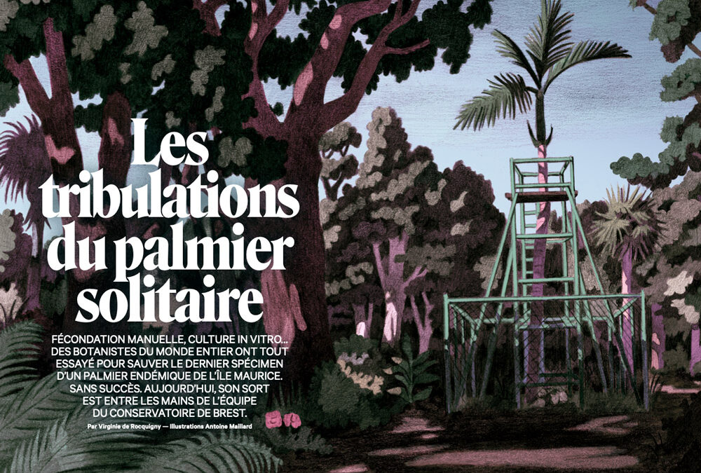 Les tribunes du palmier solitaire
